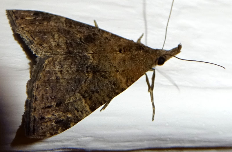 Hypena obsitalis - Erebidae